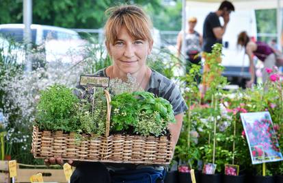 Floraart: Sadnice cvijeća od 2 kune, a za 25 mini vrt u posudi