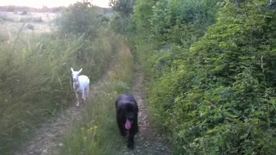 Ljubav je na selu: Pas Medo i koza Đurđa  su najbolji prijatelji