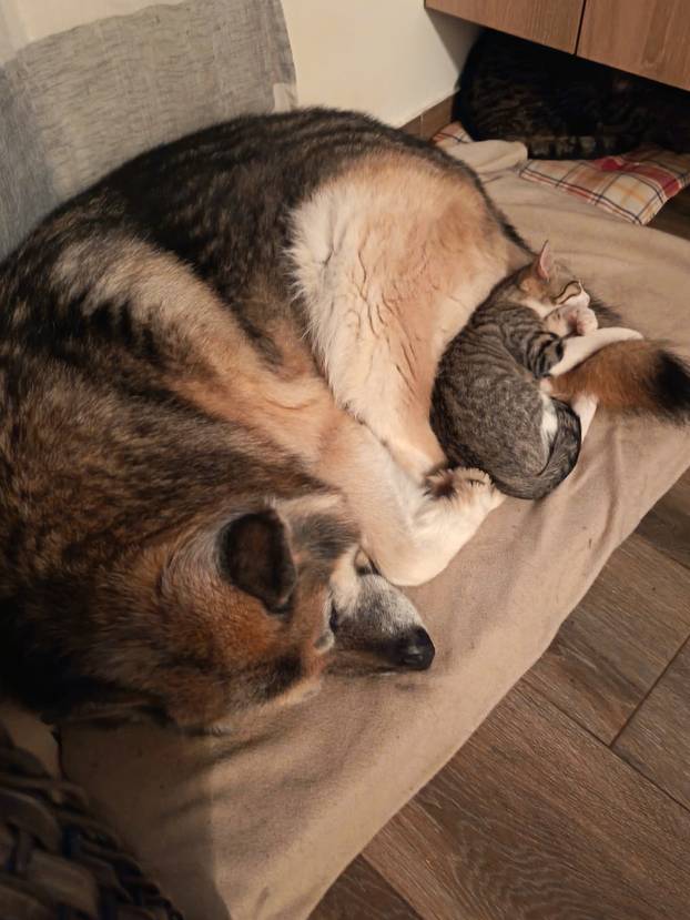 SUPER FOTKE vaših ljubimaca! Neki bi mogli biti viralni hit, ali svi su jednostavno neodoljivi