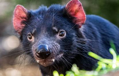 Tasmanijski vragovi rođeni na australskom kopnu, a tamo su prije 3000 godina izumrli