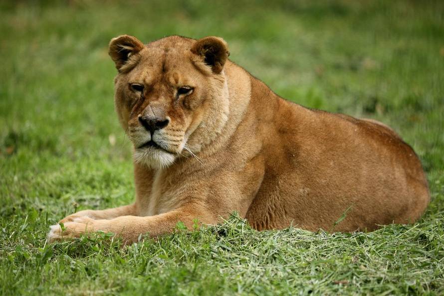 Lavica iz osječkog ZOO-a sama sebi odgrizla šapu: 'Nažalost, morali smo je eutanizirati...'