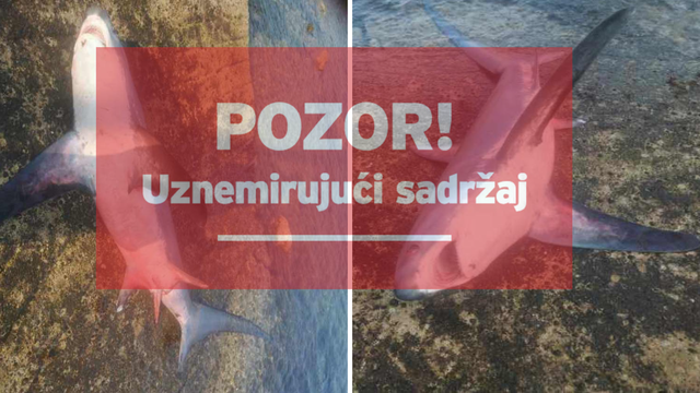 FOTO Kod Senja ulovio najstrože zaštićenog morskog psa: Čak se i slučajan ulov mora se prijaviti