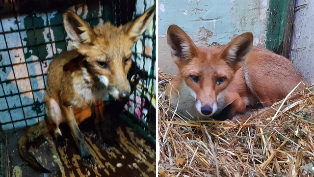 U Zagrebu u Dubravi spasili lisicu iz šahta: Promrznutu su je odveli u oporavilište u ZG Zoo