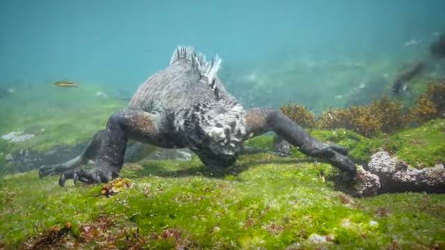 Zovu je Godzilla: Iguana velika kao čovjek hara morskim dnom