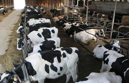SAD: Pojavilo se kravlje ludilo, prvi puta nakon šest godina