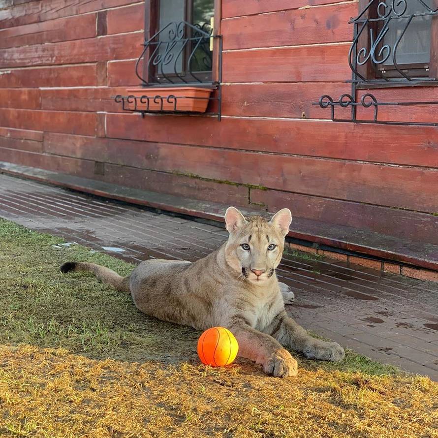 Živi s pumom: 'Zbog korone i ona pere šape koliko i mi ruke'