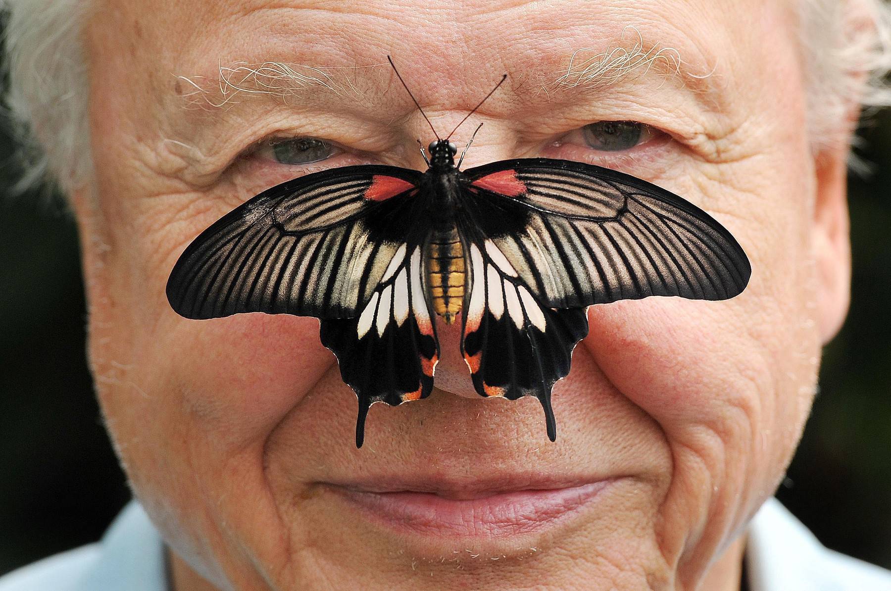 Big Butterfly Count