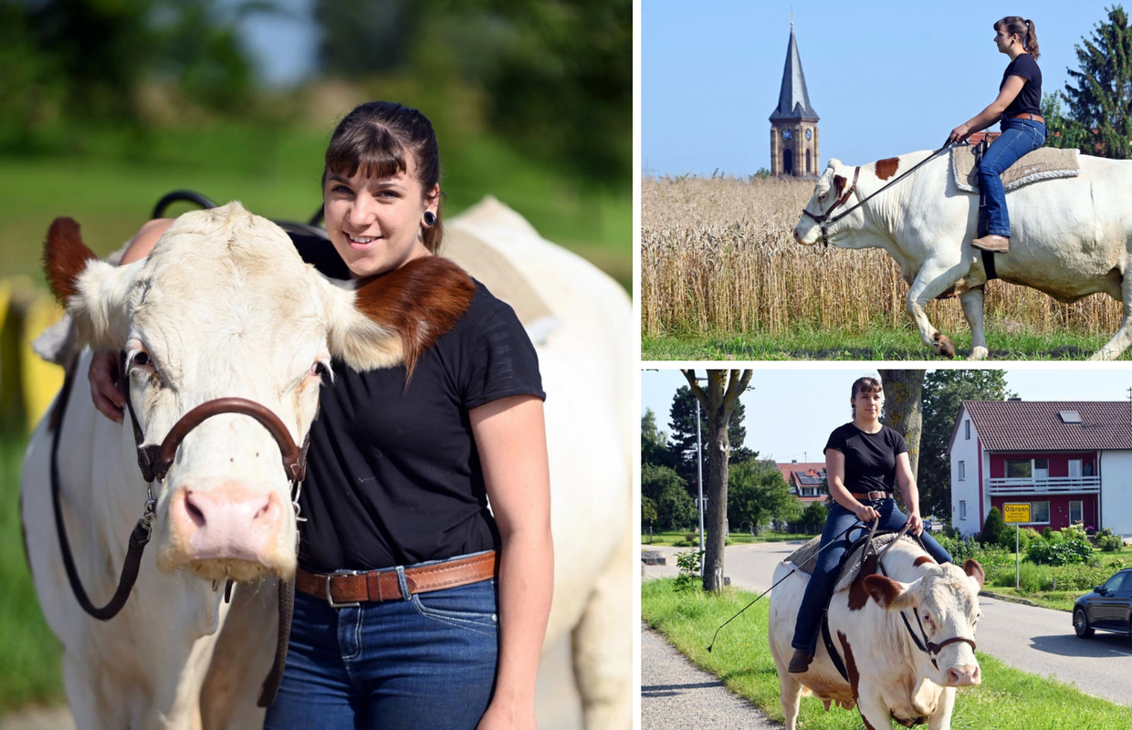 Umjesto na ispašu, krava Melina se prešetava po selu: Za vjenčanja i zabave vuče i kočiju