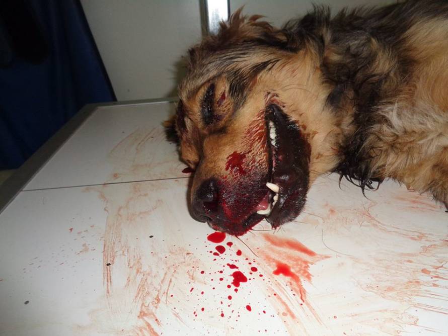 Udruga Spas Varaždin/Facebook