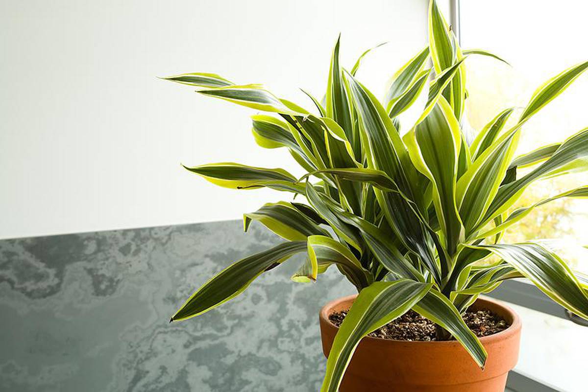 Biljke uspješno pročišćavaju zagađeni zrak u prostoriji