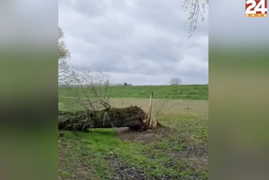 osijek stablo nevrijeme