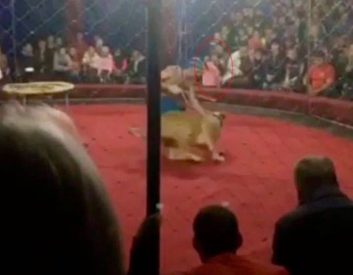 Strava u cirkusu: Curicu (4) izgrizla lavica usred nastupa
