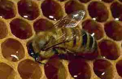 Pčelar (57) je ukrao kolegi (36) četiri košnice skupa s pčelama
