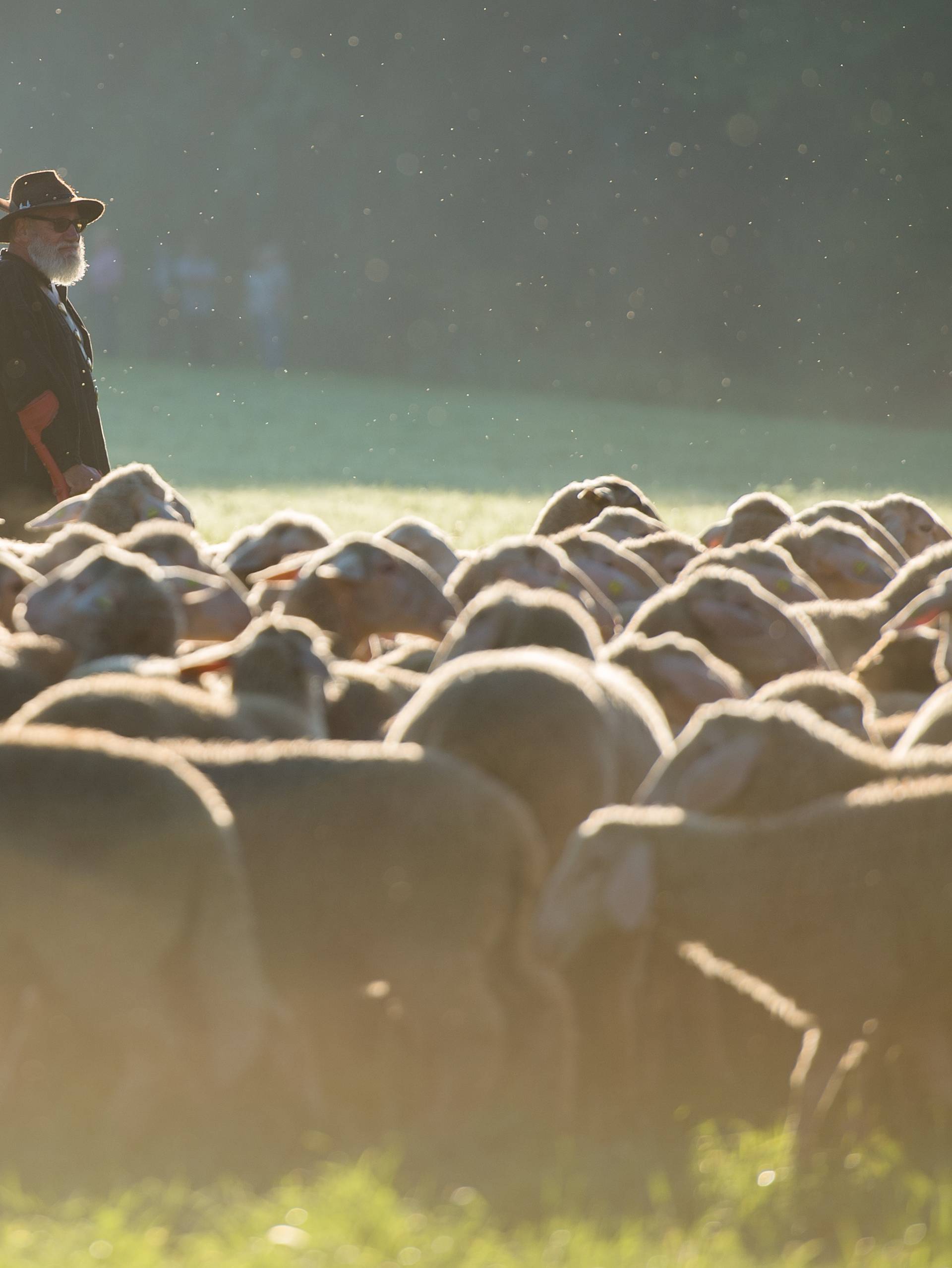 Competitive herding competition of Sheep Breeding Association