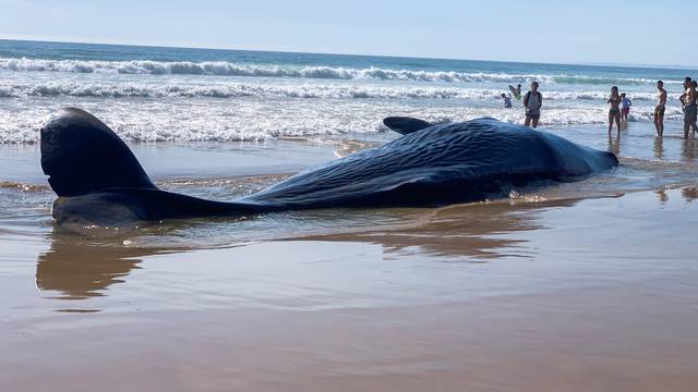 A 10 metre whale is stranded on the shore of a beach in Portugal