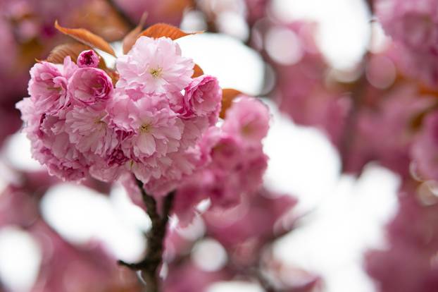 24sata Zagreb: Japanske trešnje u Ulici Bogoslava Šuleka