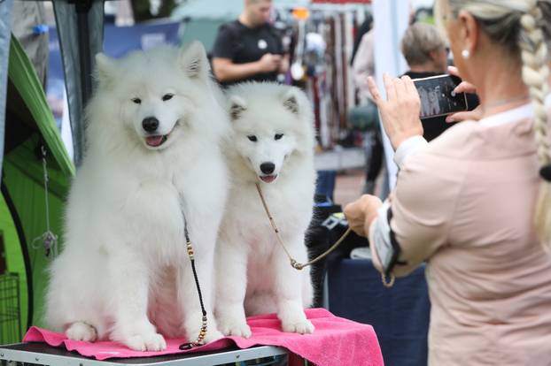 Karlovac: Me?unarodna izložba pasa