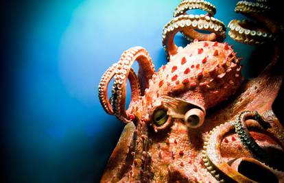 Hobotnica pamti neprijatelja, a majmun sve što je ikad vidio