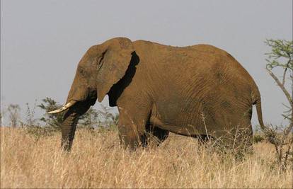 Metadonskom terapijom skinuli slona s heroina