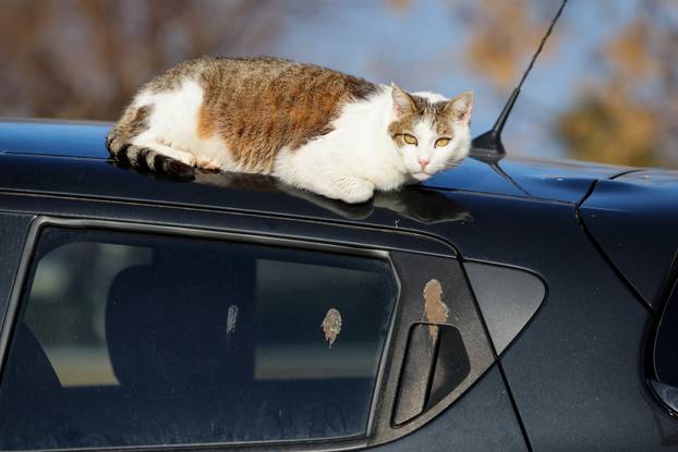 Zadar: Mace uživaju u sunčanom danu