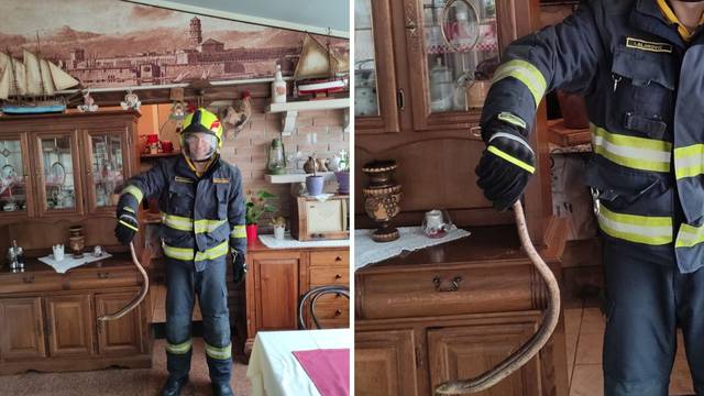 Zmija dogmizala do restorana u Splitu, u pomoć zvali vatrogasce