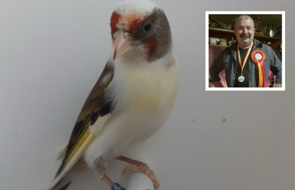 Ljepotan iz Labina je najljepša ptica na svijetu: 'Moj Zlatko je pravi šampion, veseo i zaigran'
