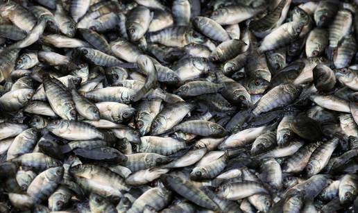 Rusija zabranjuje uvoz i tranzit ribljih proizvoda  iz EU-a