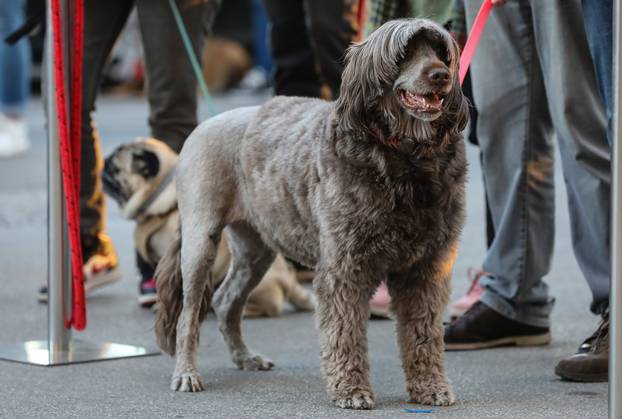 Zagreb: Blagoslov kućnih ljubimaca povodom svetkovine sv. Franje