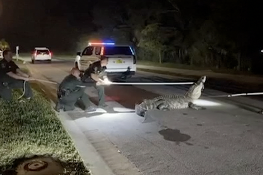 Policija je uhvatila 4,3 metra dugog aligatora na ulici u predgrađu Floride