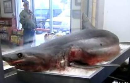 Morski pas dug 2,5 metara im uskočio u brod i tamo uginuo
