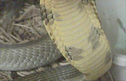 Najduža otrovnica: Kraljevska kobra jede druge zmije