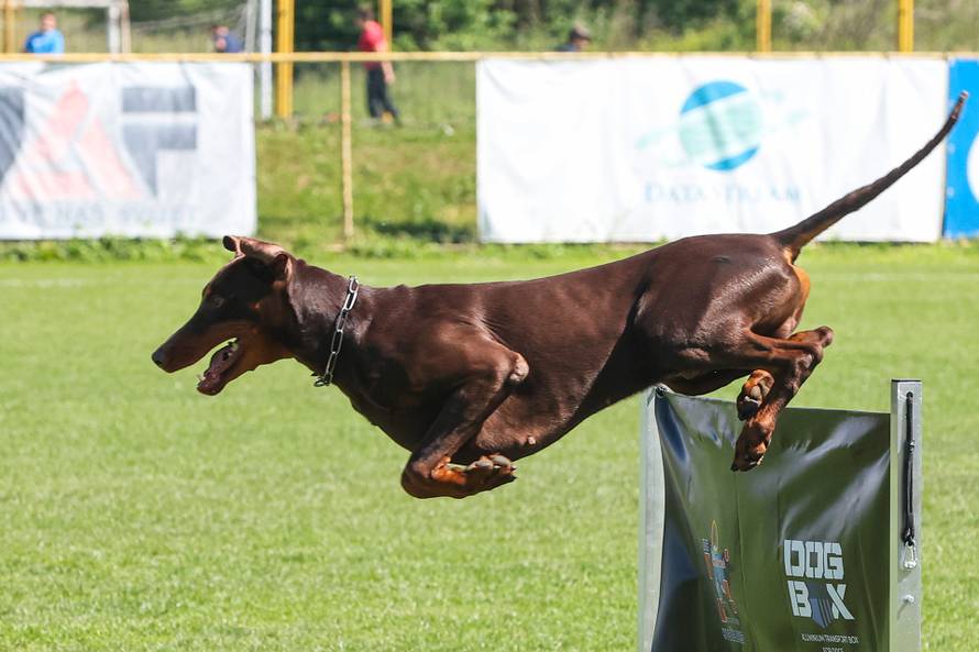 Međunarodna izložba natjecanje dobermana u Kurilovcu
