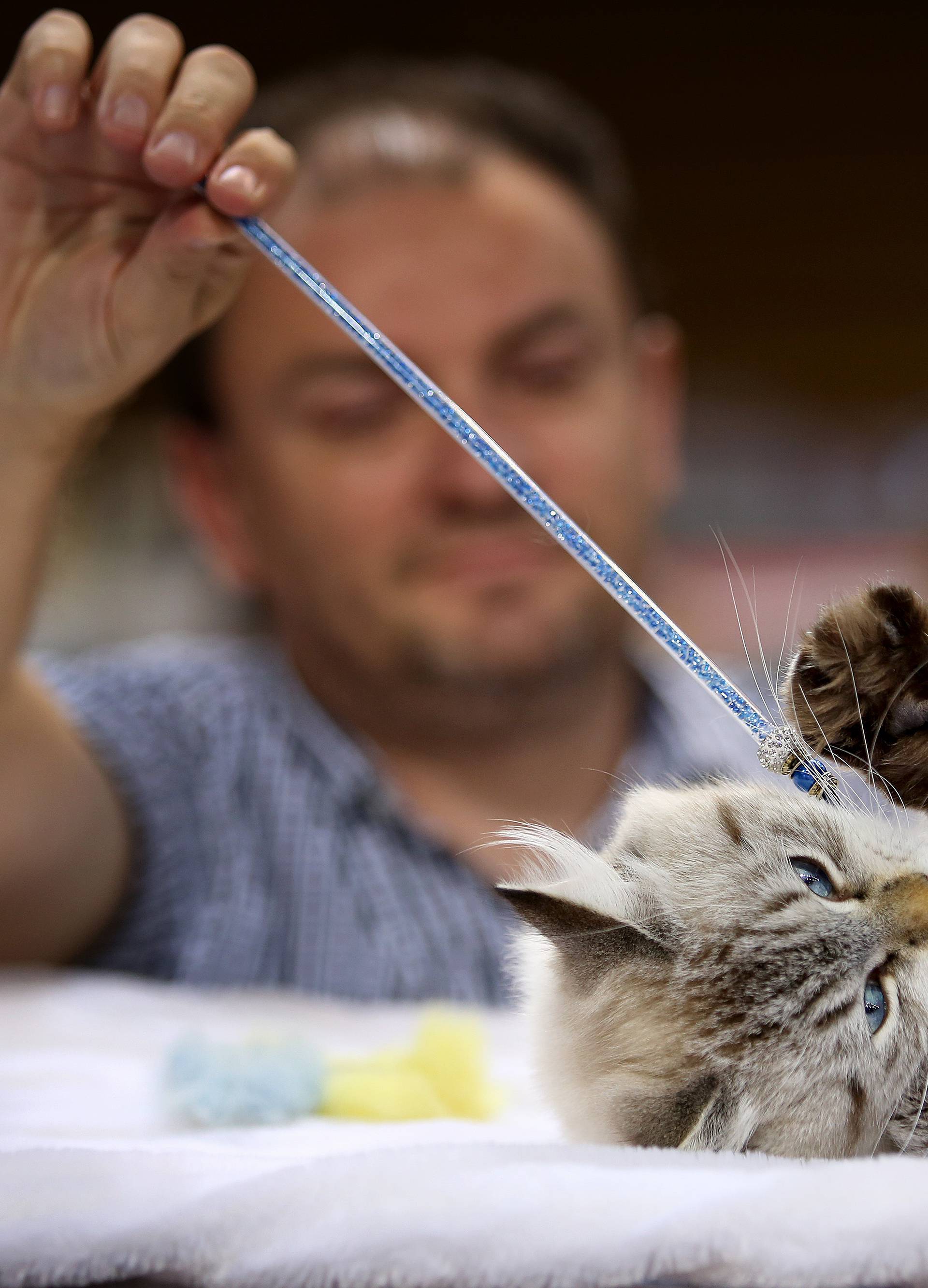 U Rijeku stigle najljepše mačke Europe, ali i najmanja u svijetu