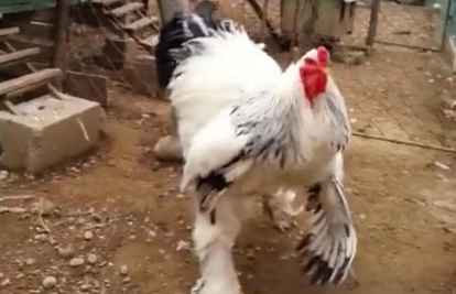 Kosovski 'GMO': Od gigantske će kokoši juhe biti za cijelo selo