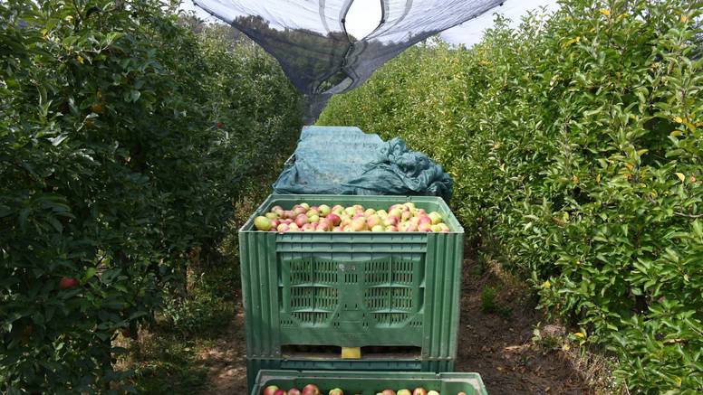 Urod jabuka oko 55.000 tona, kvaliteta je odlična, ali problem je uvoz jeftinih, lošijih jabuka...