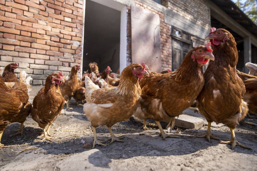 Jeste li u prehranu uključili jaja iz slobodnog uzgoja?