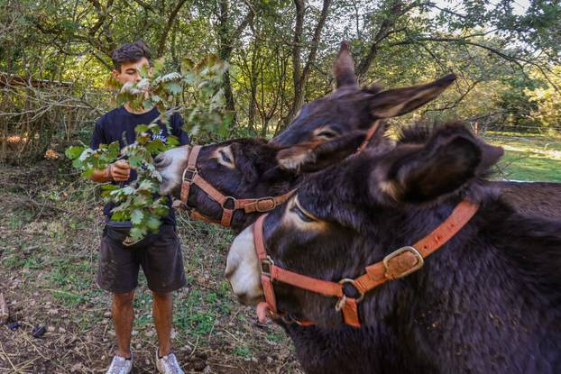 Vodnjan: Za Naj kozu 2025. godine izabrana je koza Jelena, vlasnika Mattea Muškovića 