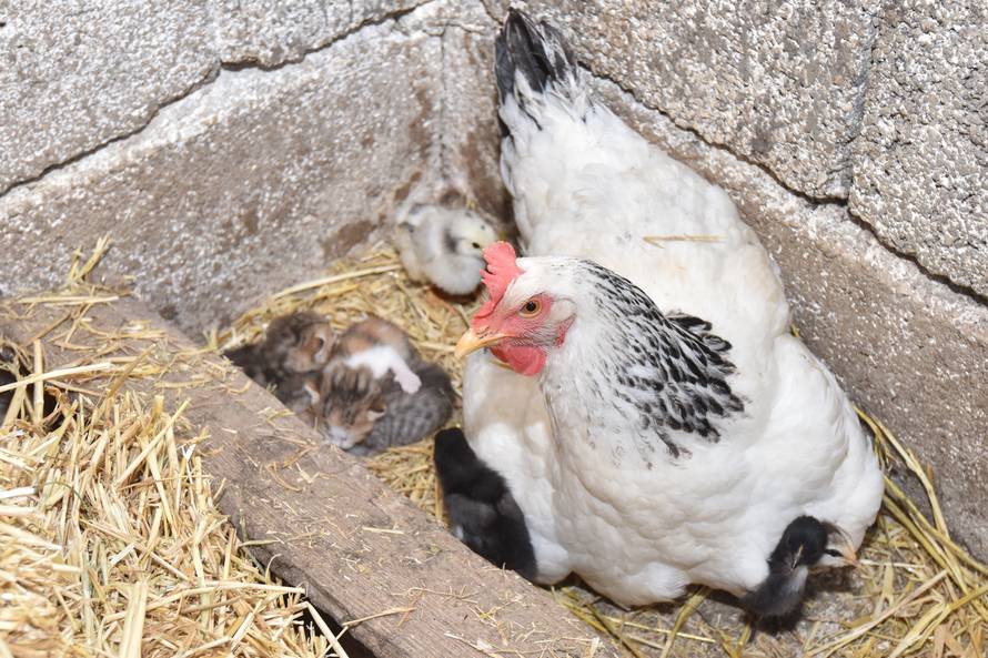 Prava obitelj: Maca čuva piliće, a koka pazi na njene mačiće