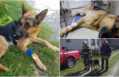Oporavlja se vatrogaščev pas Rex: Iznenadio je i veterinara