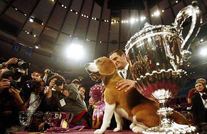 Bigl Uno ponio titulu naljepšeg psa Amerike