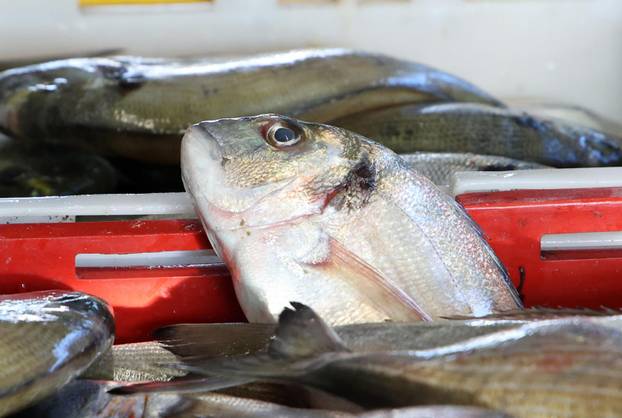 Šibenik: Ponuda ribe u šibenskoj ribarnici