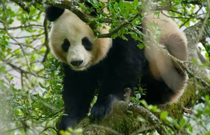 Kineski filmaši snimili parenje pandi u divljini i to po prvi put