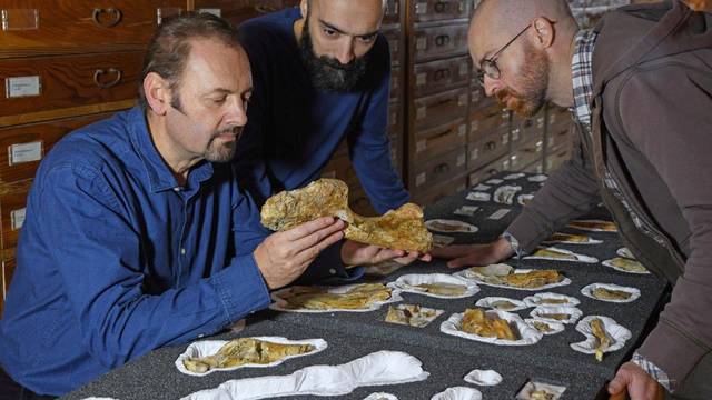Paleontologist Cristiano Dal Sasso and co-authors Simone Maganuco and Andrea Cau examine the bones of the Jurassic dinosaur Saltriovenator, at the Natural History Museum of Milan, deposited in the Museum collections in this undated handout photo