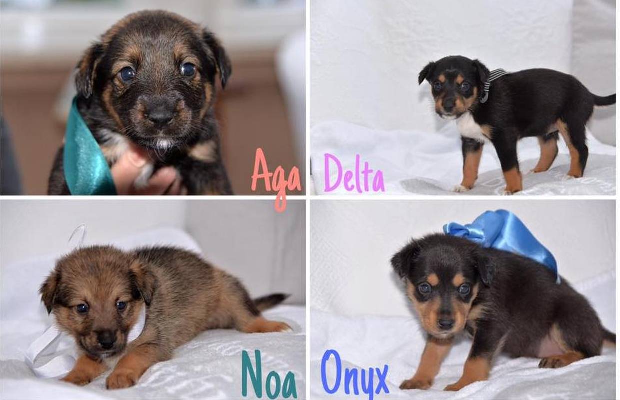 Slatke njuškice će vas osvojiti: Majka i štenci traže domove