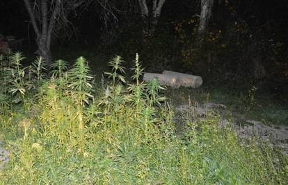 Kakva ideja: U minskim poljima kod Lipika uzgajali - marihuanu