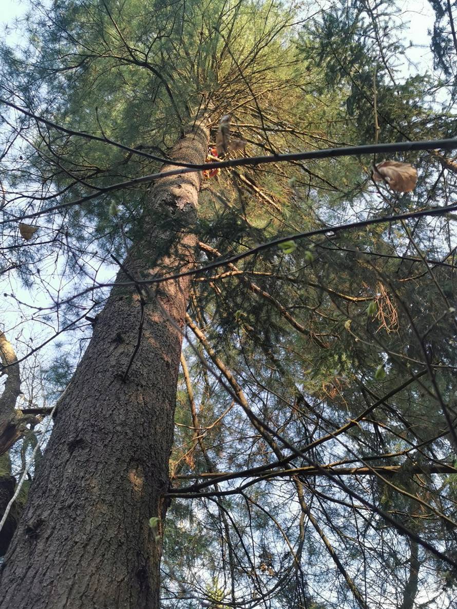 Mačak Pandi proveo je 11 dana na boru: 'Kad smo došli do njega, samo je skočio dolje...'