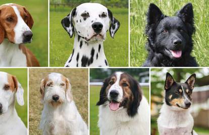 Riješi kviz i pohvali se znanjem o sedam prelijepih hrvatskih autohtonih pasmina pasa!