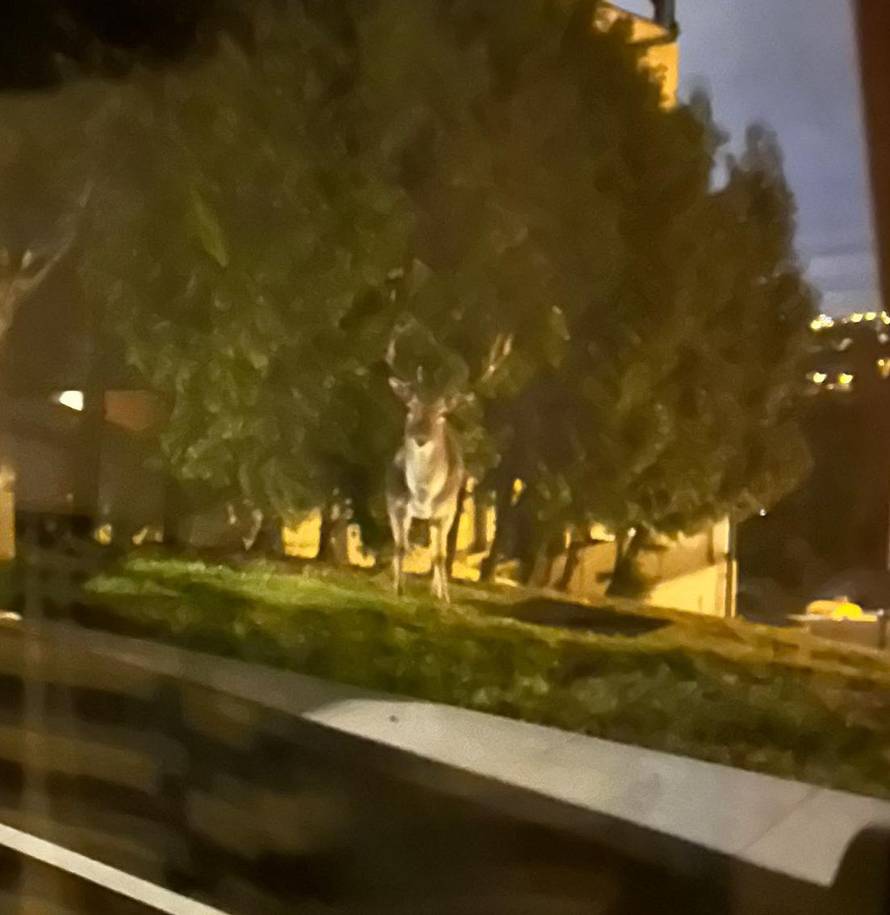 FOTO Iznenađenje u Šestinama: 'Došao je u dvorište, ma htio nam je poželjeti dobro jutro'