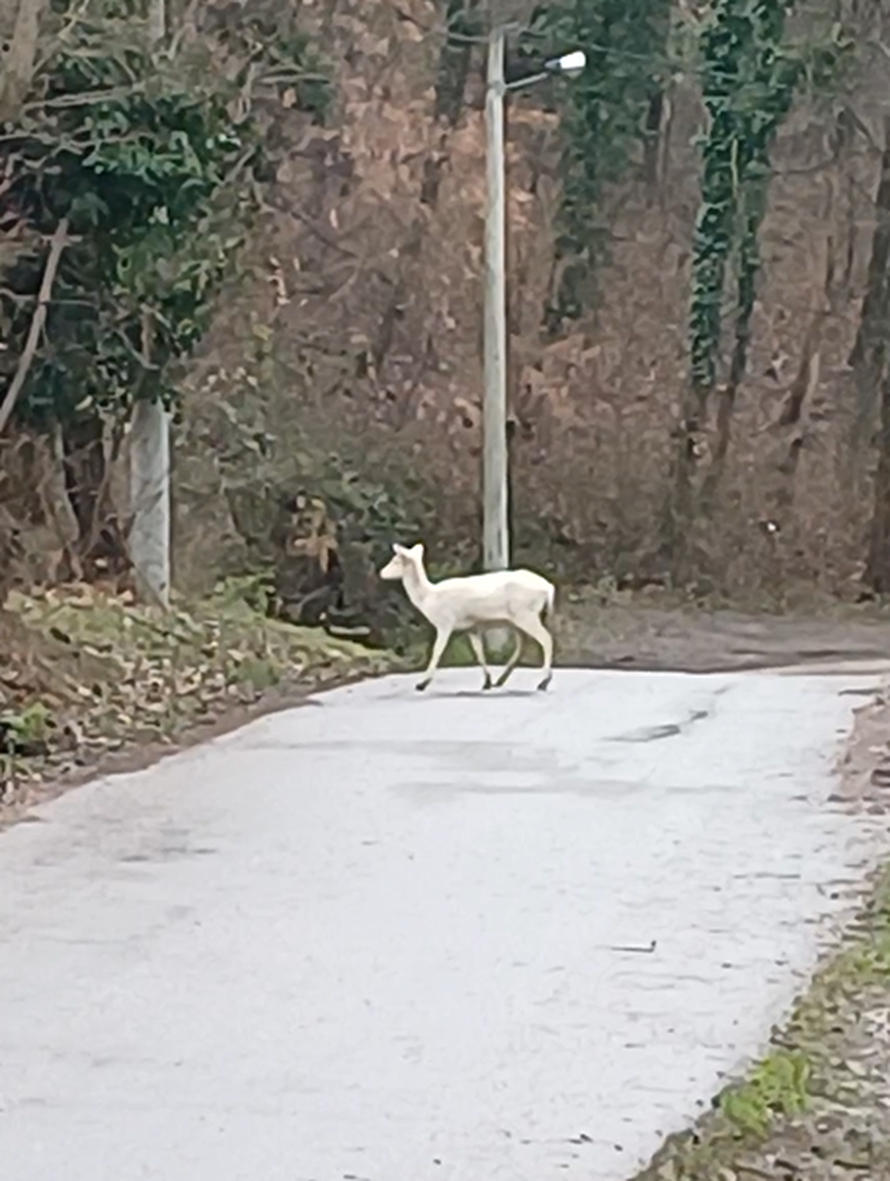 VIDEO Zagrepčanin u šoku: Dva metra od mene stajao je jelen. A onda je prošla albino košuta