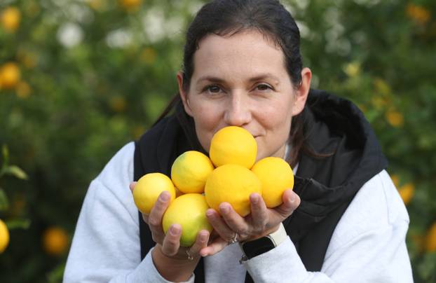 Berba agruma u Opuzenu